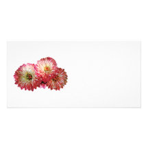 Pale Pink Mums Custom Photo Card