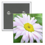 Pale Pink Painted Daisy