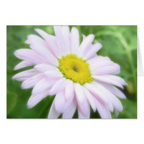 Pale Pink Painted Daisy
