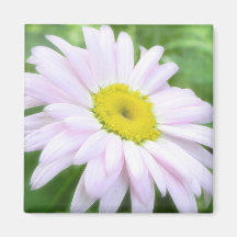 Pale Pink Painted Daisy Fridge Magnets