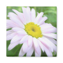 Pale Pink Painted Daisy
