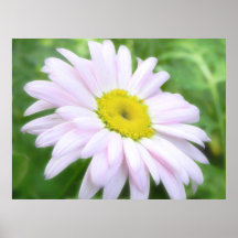 Pale Pink Painted Daisy Poster