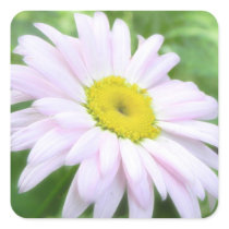 Pale Pink Painted Daisy