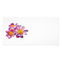 Pale Pink Peonies Picture Card