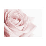 Pale pink rose flower on canvas canvas print