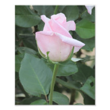 Pale Pink Rose Photograph