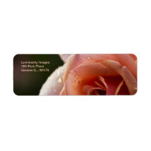 Pale Pink Rose Return Address Label