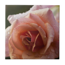 Pale Pink Rose Tile