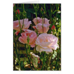 Pale Pink Roses flowers Greeting Cards