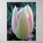 Pale Pink Tulip Poster