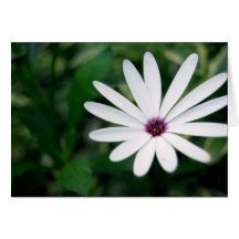 Pale Purple Flower Card