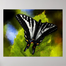 Pale Swallowtail Butterfly Posters