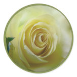 pale yellow rose stickers