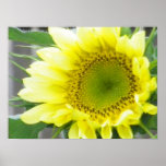 pale yellow sunflower posters