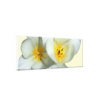 Pale Yellow Tulips After the Rain Stretched Canvas Print