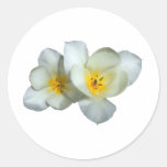 Pale Yellow Tulips After the Rain Round Stickers