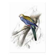 Paleheaded Parrakeet by Edward Lear Business Card Templates