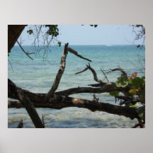 Palétuviers Negril, toile 32 de la Jamaïque par 24 Affiche