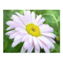 Pâlissez - la marguerite peinte par rose cartes postales