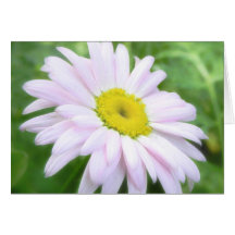 Pâlissez - la marguerite peinte par rose cartes