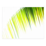 Palm Abstract (postcard)