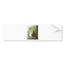 Palm Cardinal Bumper Stickers