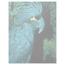 Palm cockatoo has imposing head-dress custom letterhead
