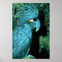 Palm cockatoo has imposing head-dress poster