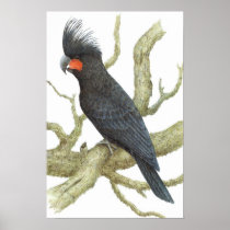 Palm Cockatoo - Probosciger aterrimus Print