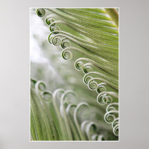Palm Curls Poster