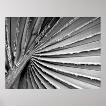 Palm Frond Abstract Poster