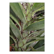 Palm Frond Card