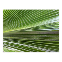 Palm Frond Hawai'i Post Card