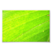PALM LEAF 1618 LIGHT NEON GREEN NATURE VEGETATION PHOTO