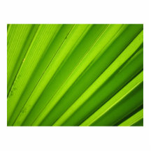 Palm Leaf Detail Photo Cutouts