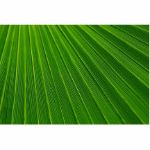 Palm Leaf Photo Cutouts