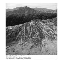 Palm Leaves near Palm Desert by Ansel Adams posters
