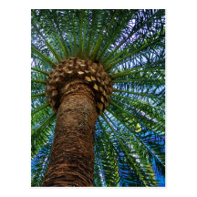 Palm Tree And Beach Wedding Invitation Post Card