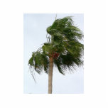 Palm Tree Blowing In The Wind photo sculptures
