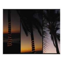 Palm Tree Collage Photograph