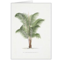 Palm tree illustration collection cards
