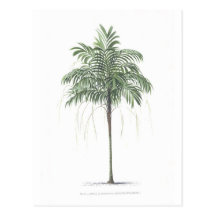 Palm tree illustration Collection Post Card