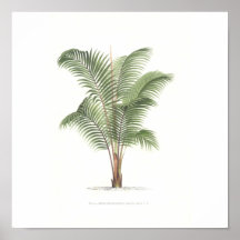 Palm tree illustration Collection Poster