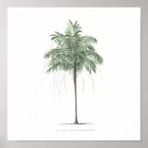 Palm tree illustration Collection Posters