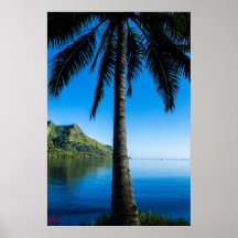 Palm Tree Over Cooks Bay Print