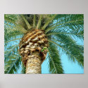 Palm Tree & Parrot - poster posters