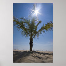 Palm Tree, Photo By: Joe Dantone Posters