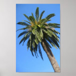 Palm Tree Poster
