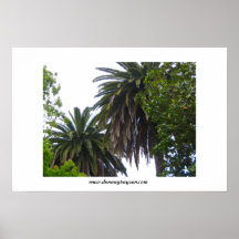 Palm Tree Poster Print