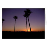 Palm Tree Sunset Cards